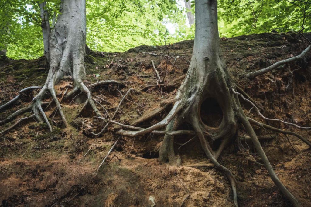 an image depicting a problem of soil erosion