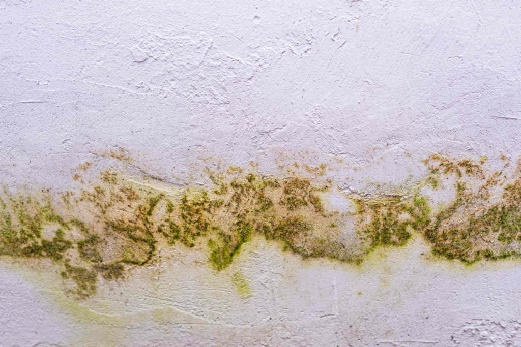 an image displaying the Mold Growth on the ceiling