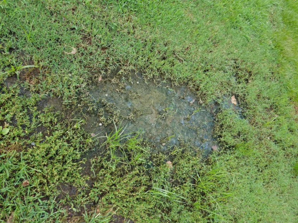 an image depicting the problem of standing water in the backyard