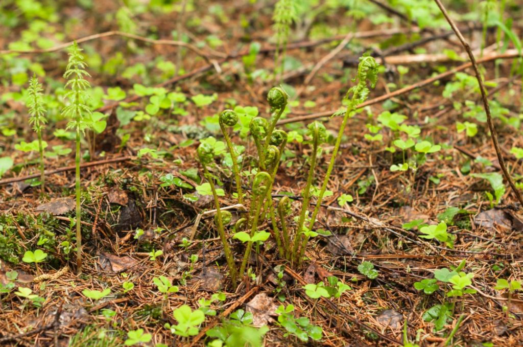 an image depicting a problem of waterlogged plant beds in the house